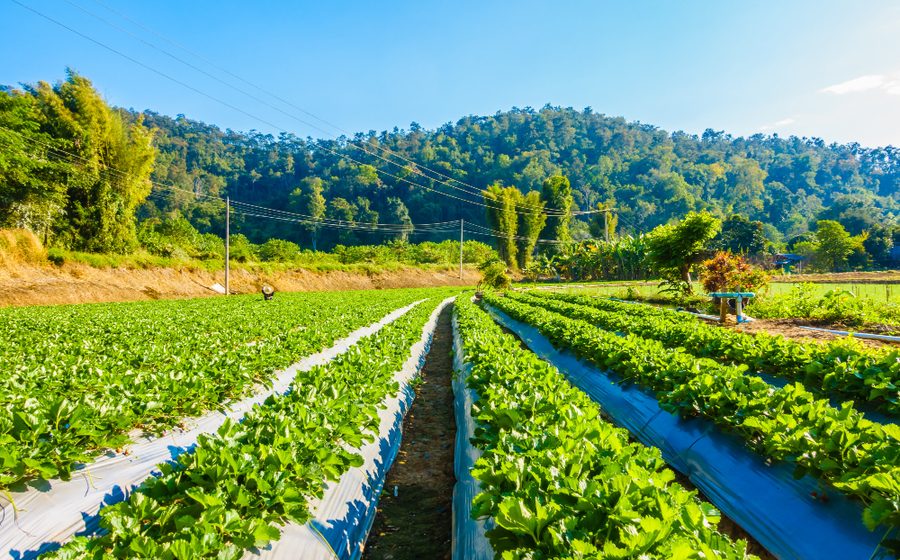Champs agricoles bien organisés