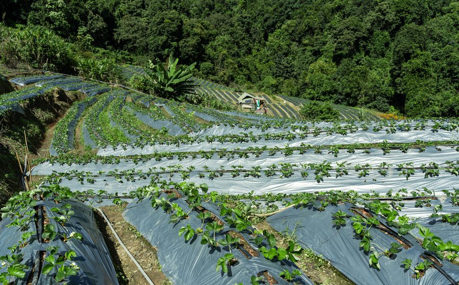 Parcelles agricoles bien entretenues